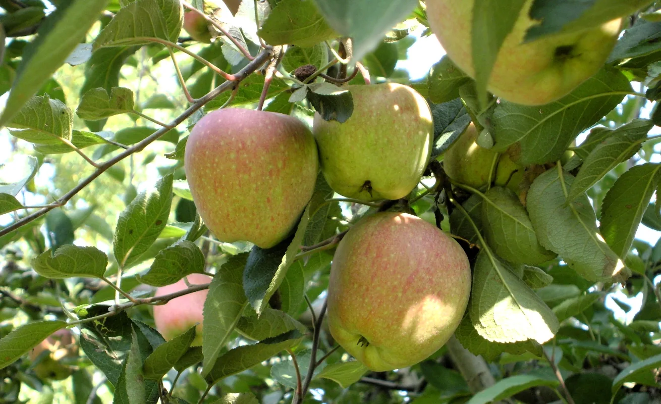 Kashmir-Apples