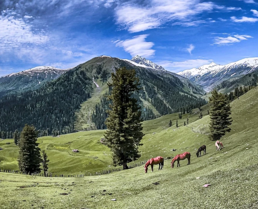 Kashmir-Sonamarg