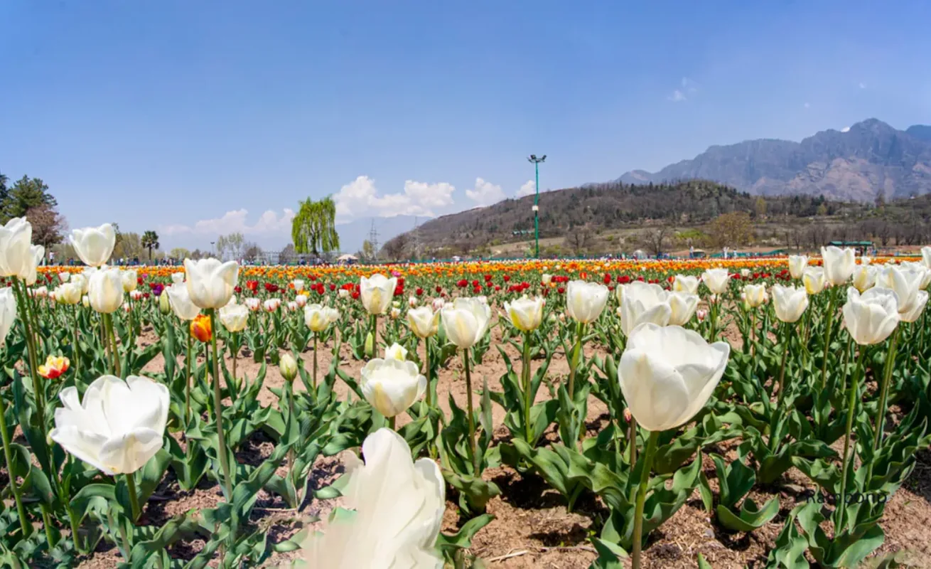 Kashmir-Tulip Garden