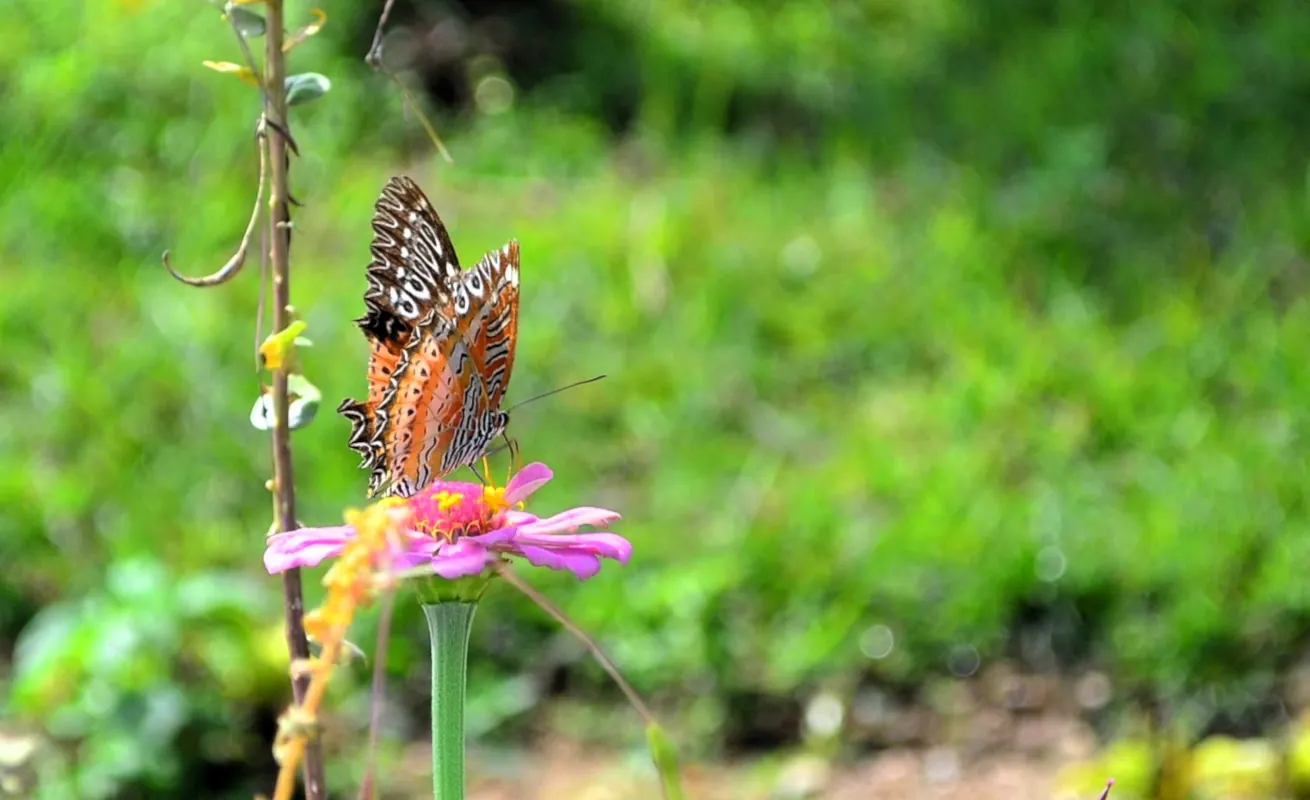 Butterfly, Nepal-nature