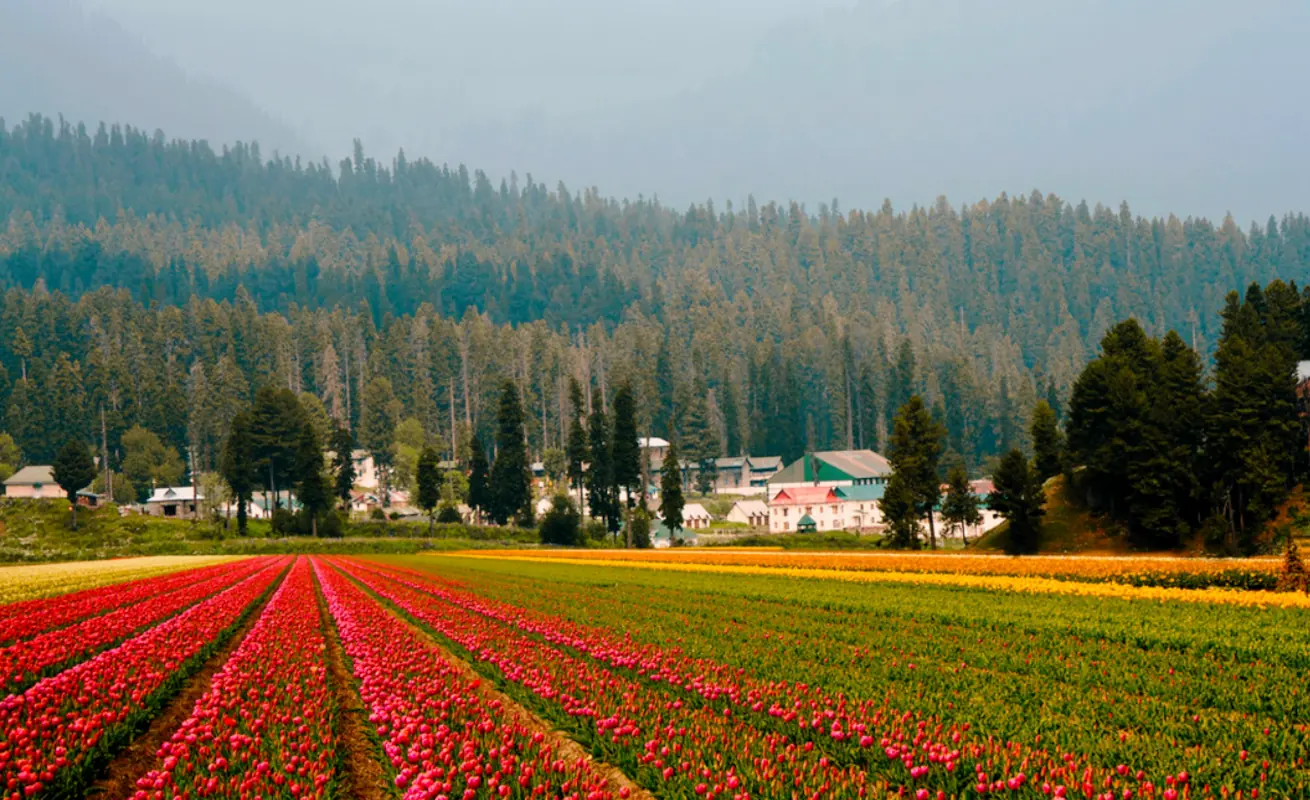 Tulip garden, Kashmir