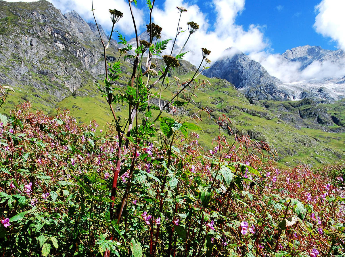 Valley of Flowers Trek