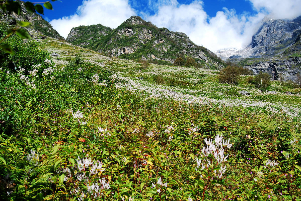 Valley of Flowers Trek