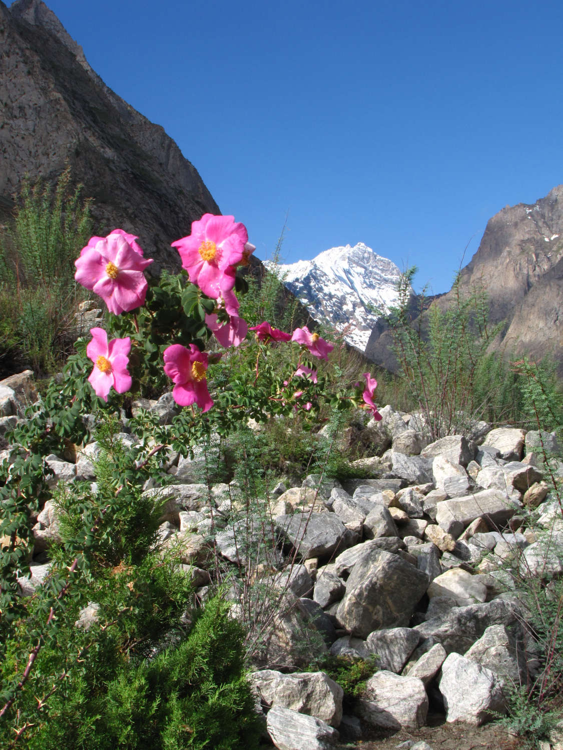 hushe-valley-gondogoro-la-trek-pakistan