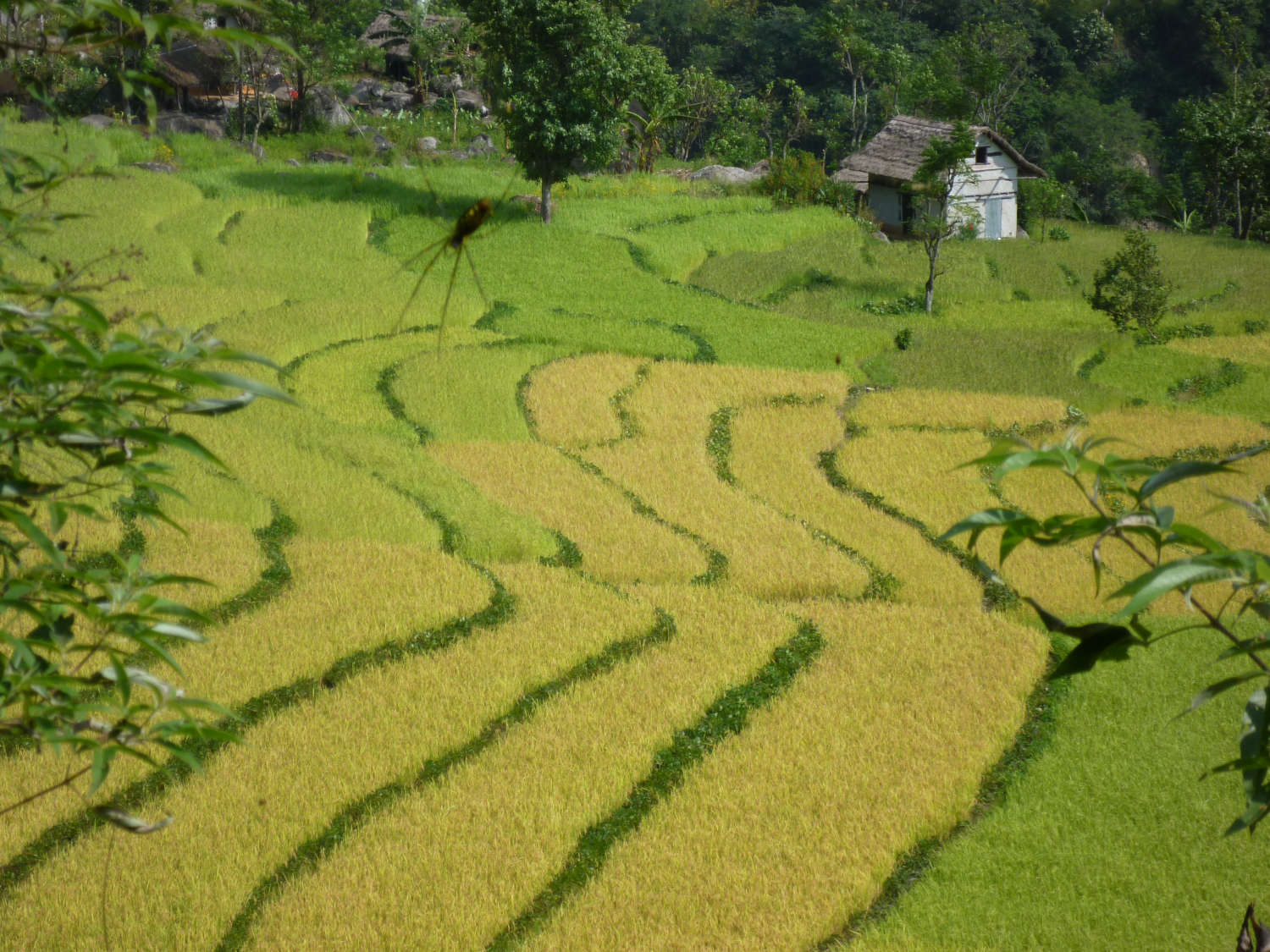 kangchenjunga-11-rice-paddies-before-mitlung