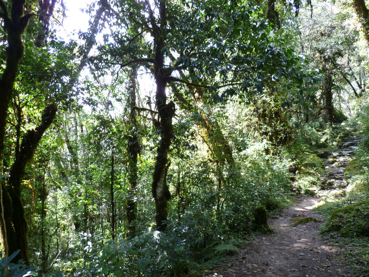 kangchenjunga-6-forest-trail-high-above-dohban