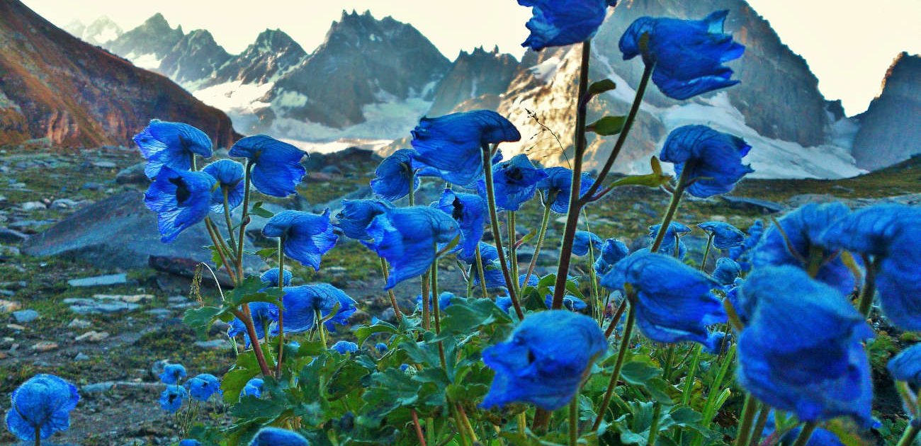 wild-flowers-pakistan